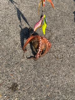 タコの釣果