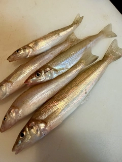 キスの釣果