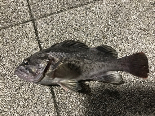 クロソイの釣果