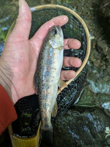 アマゴの釣果