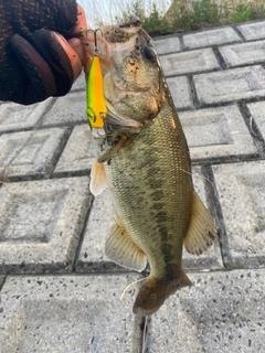 ラージマウスバスの釣果