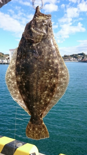 ヒラメの釣果