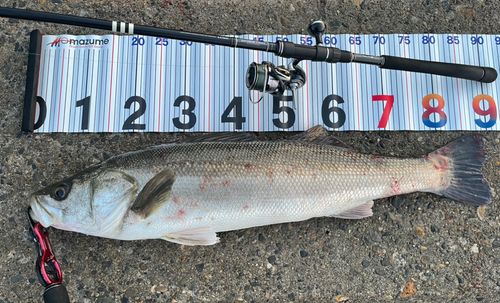 シーバスの釣果