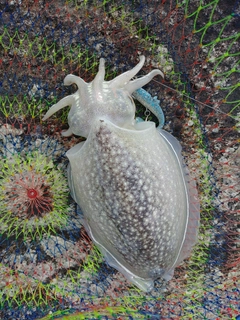 シリヤケイカの釣果