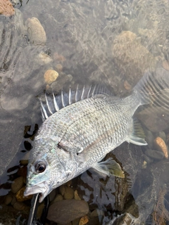 キビレの釣果