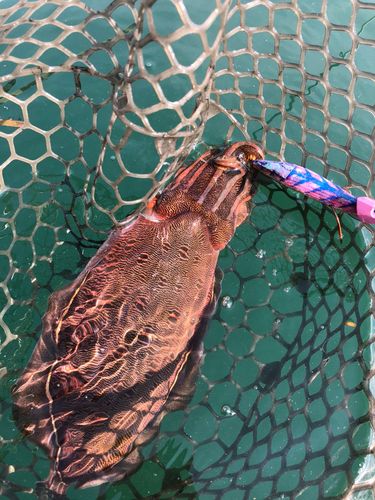 コウイカの釣果