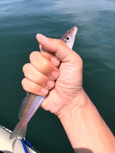 キスの釣果
