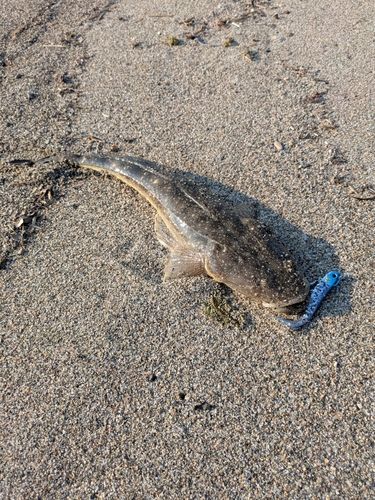 マゴチの釣果