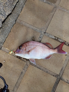 マダイの釣果