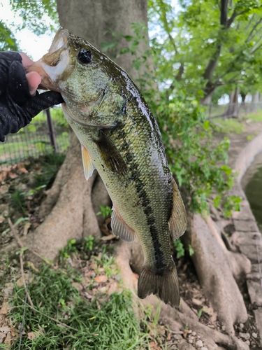 ラージマウスバスの釣果