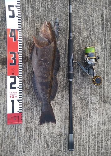 アイナメの釣果