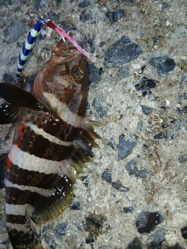 アオハタの釣果