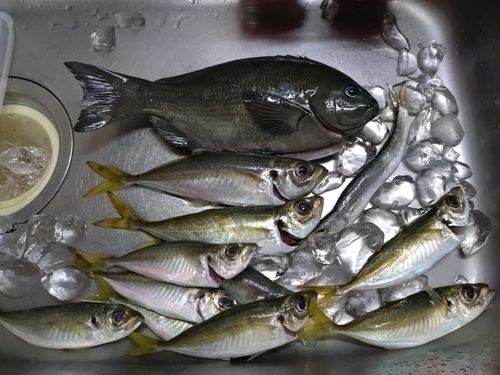 グレの釣果