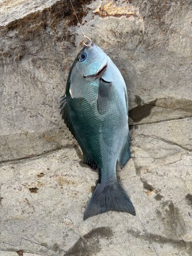 オナガグレの釣果