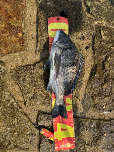 チヌの釣果