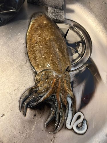 カミナリイカの釣果