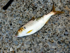 コノシロの釣果