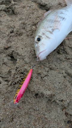 マトフエフキの釣果