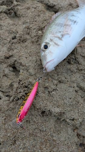 マトフエフキの釣果