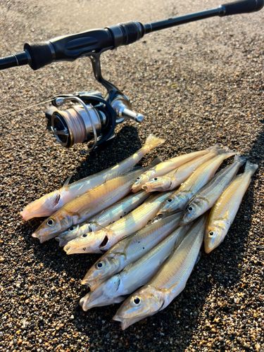 キスの釣果