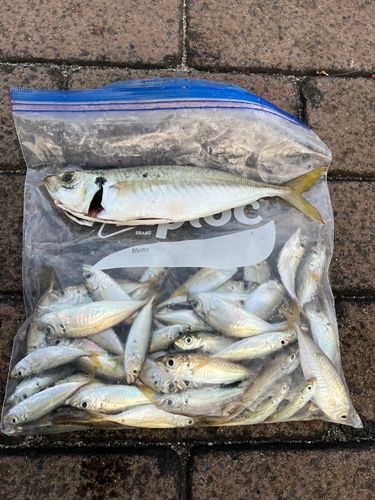 釣果