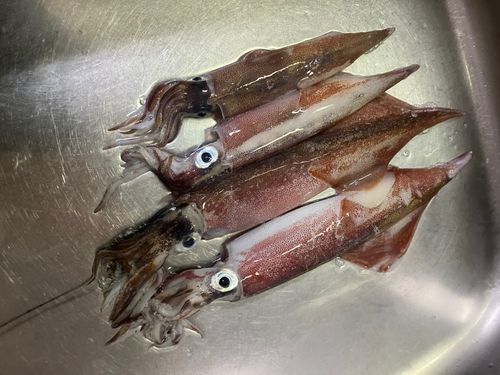 ヤリイカの釣果
