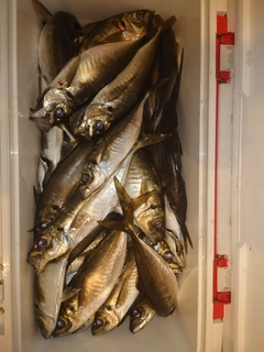 マアジの釣果