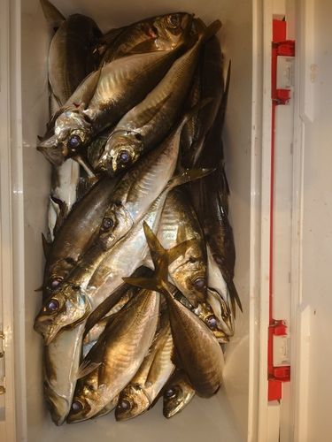 マアジの釣果