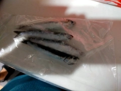 マイワシの釣果