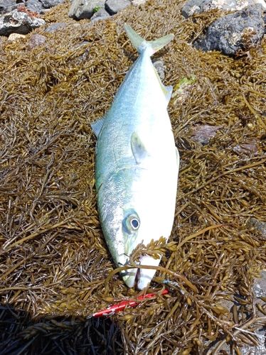 ヤズの釣果