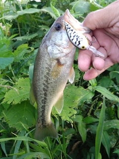ラージマウスバスの釣果