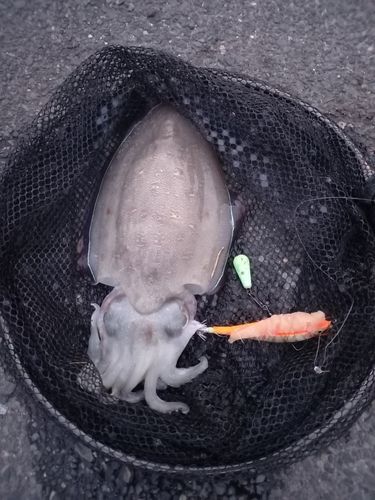 モンゴウイカの釣果