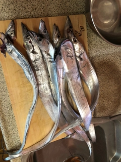 タチウオの釣果