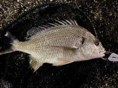 キビレの釣果