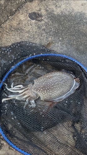 シリヤケイカの釣果