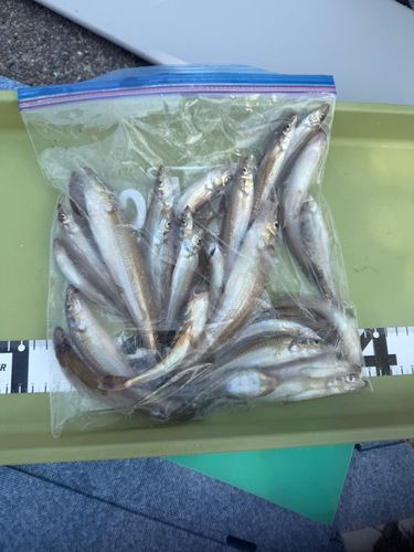 キスの釣果