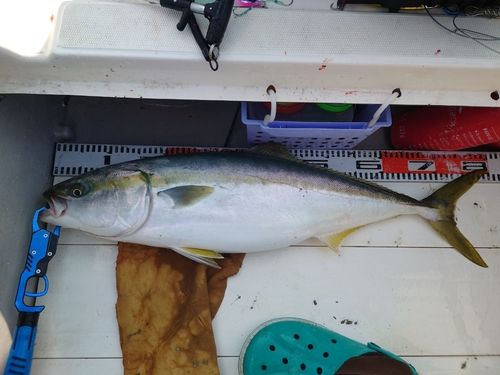 ブリの釣果