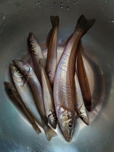 キスの釣果