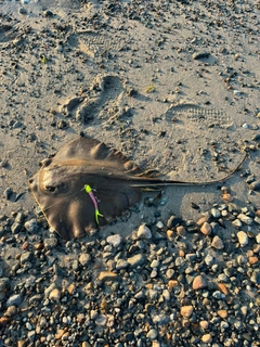 アカエイの釣果