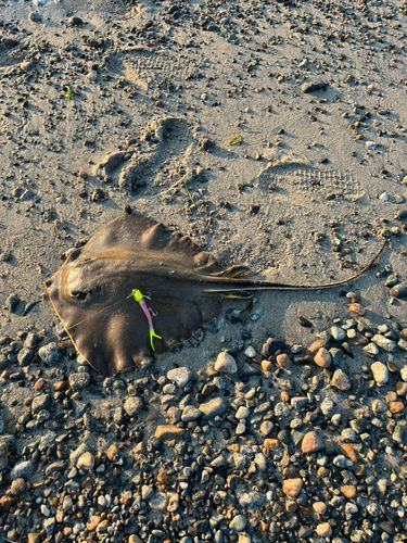 アカエイの釣果