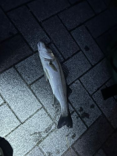 セイゴ（マルスズキ）の釣果