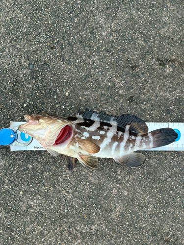 クエの釣果