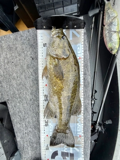 スモールマウスバスの釣果