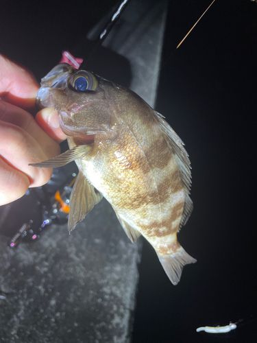 メバルの釣果