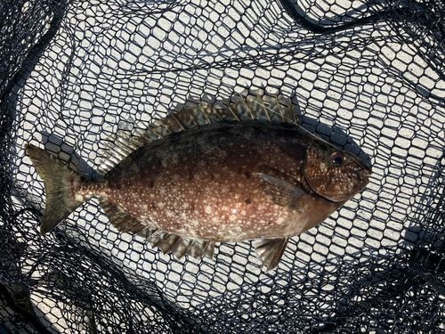 アイゴの釣果
