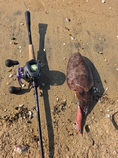 コウイカの釣果