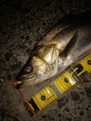 シーバスの釣果