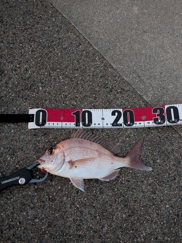 チャリコの釣果