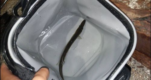 カマスの釣果