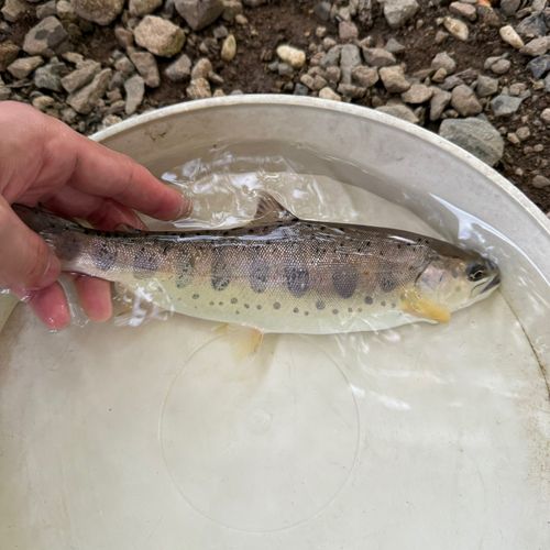 アマゴの釣果